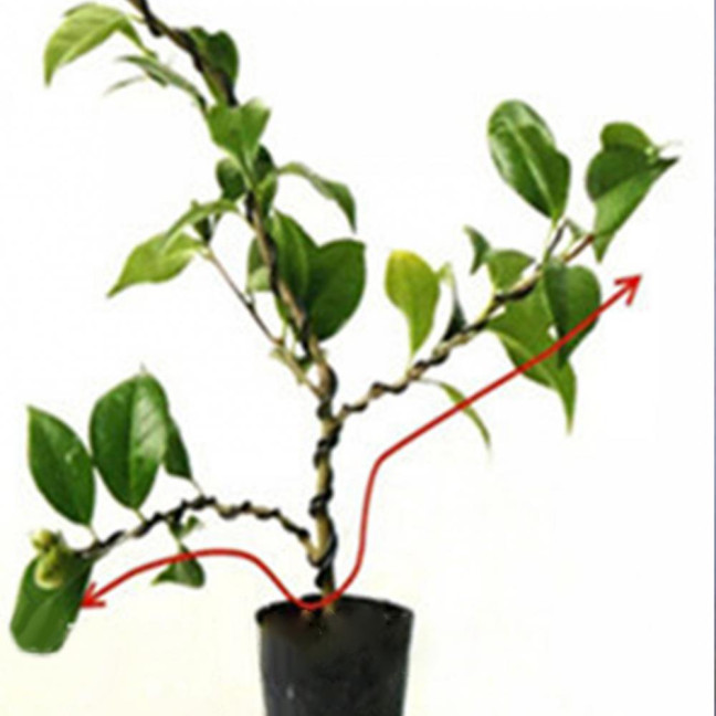 1 Roll 5m Bonsai Wire Bendable Reusable Rustproof Flexible Convenient Storage Plant Shape 6 Sizes Bonsai Branch Training Black Wire for Balcony