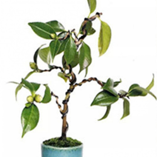 1 Roll 5m Bonsai Wire Bendable Reusable Rustproof Flexible Convenient Storage Plant Shape 6 Sizes Bonsai Branch Training Black Wire for Balcony