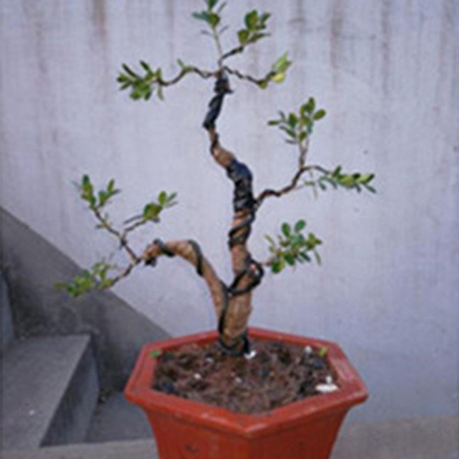 1 Roll 5m Bonsai Wire Bendable Reusable Rustproof Flexible Convenient Storage Plant Shape 6 Sizes Bonsai Branch Training Black Wire for Balcony