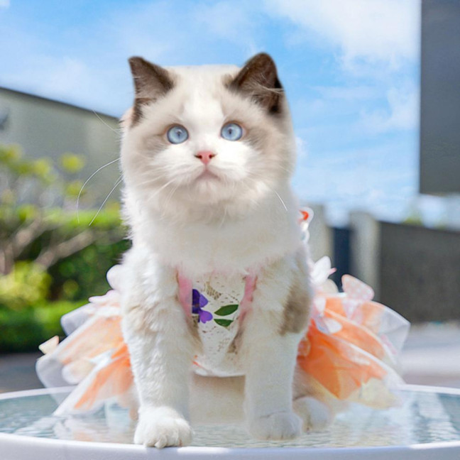 Dog Dress Butterflies Princess Style Colorful Wings Fluffy Tutu Dress Vibrant Color Lace Fabric Pet Dog Dress