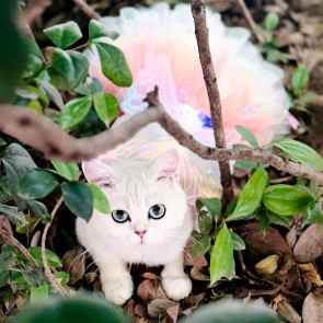 Dog Dress Butterflies Princess Style Colorful Wings Fluffy Tutu Dress Vibrant Color Lace Fabric Pet Dog Dress