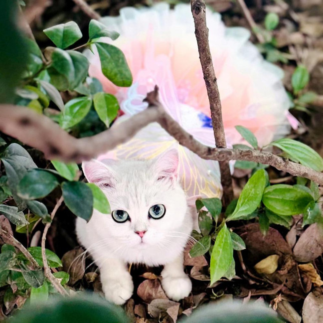 Dog Dress Butterflies Princess Style Colorful Wings Fluffy Tutu Dress Vibrant Color Lace Fabric Pet Dog Dress