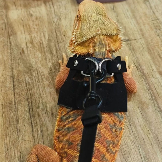 Bearded Dragon Harness And Leash Set Faux Leather Reptile Lizard Harness with Retractable Leash Small Animal Traction Rope Walking Vest Accessories for Amphibians Bearded Dragon Harness And Leash Set Faux Leather Reptile Lizard Harness with Retractable Leash Small Animal Traction Rope Walking Vest Accessories for Amphibians