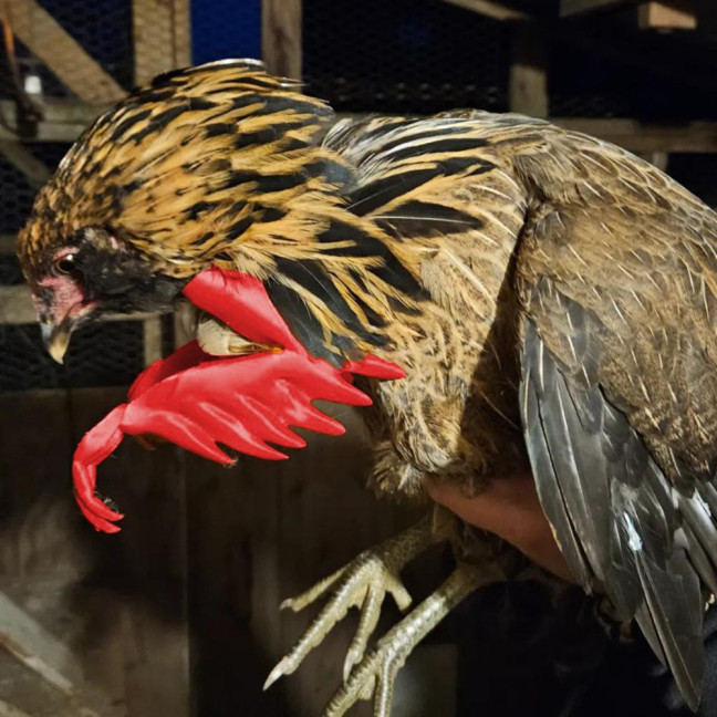 Chicken Helmet Hens Safety Hat with Adjustable Elastic Strap Mini Parrot Helmet Costume Accessories for Rooster Duck Parakeet Poultry 