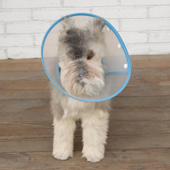 Cat Cone Collar Adjustable Recovery Pet Cone E-Collar Wound Healing Anti-licking Protective Collar Neck Cover for Cats Kittens Rabbits