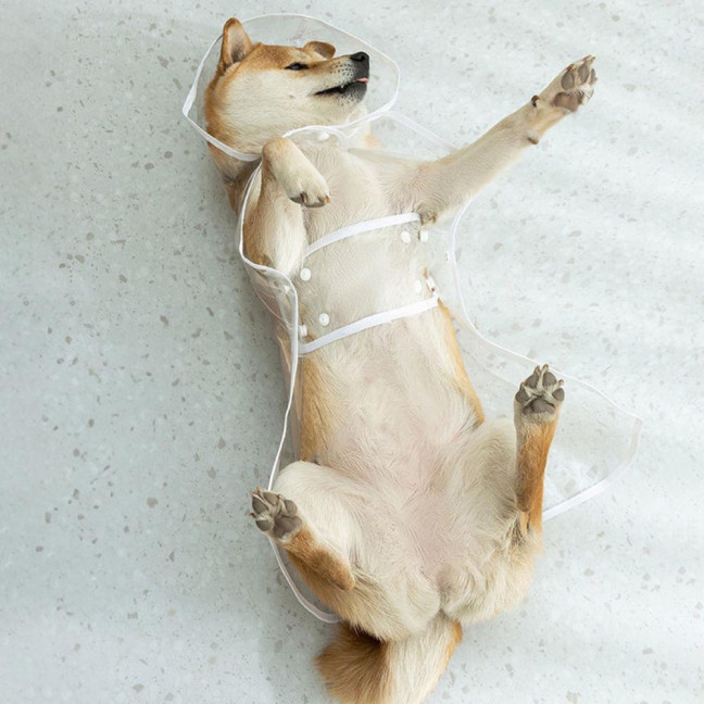 Pet Dog Transparent Raincoat Hooded Waterproof Jacket Fashionable Lightweight Pet Coat Small Medium Dogs Cats Rain Poncho