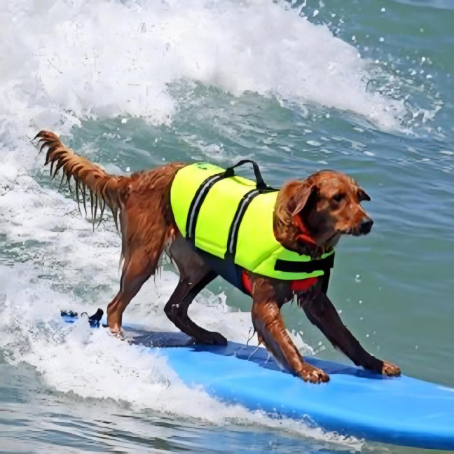 Dog Life Jacket Reflective Dog Flotation Safety Vest with Rescue Handle for Swimming Boating Surfing Adjustable Lifejacket Swimwear for Small Medium Large Dogs Dog Life Jacket Reflective Dog Flotation Safety Vest with Rescue Handle for Swimming Boating Surfing Adjustable Lifejacket Swimwear for Small Medium Large Dogs