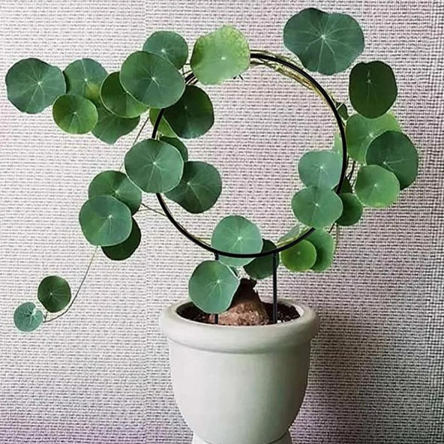 Plant Circle Trellis Climbing Plants Coated Wire Trellis Planter Insert Heart Shape Trellis Small Plant Support Stakes for Flowers Houseplants Garden Vines