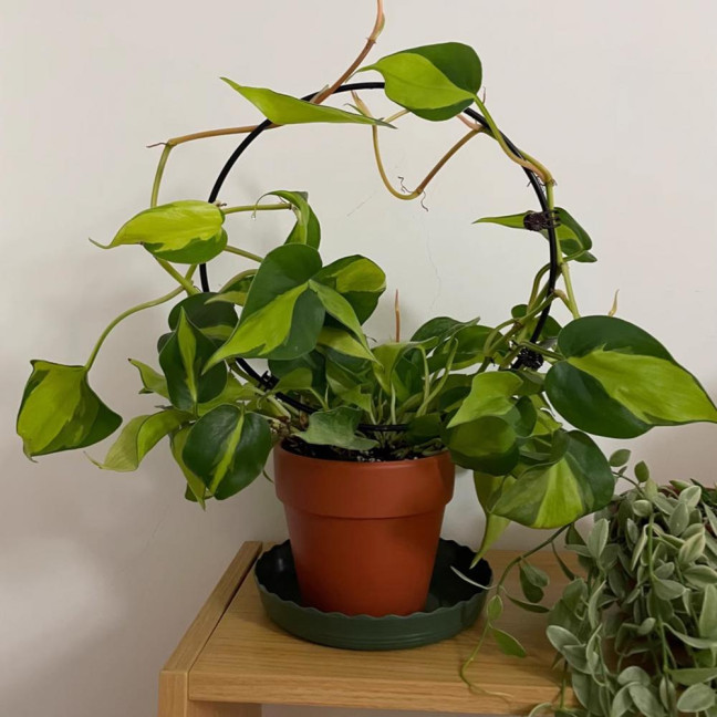 Plant Circle Trellis Climbing Plants Coated Wire Trellis Planter Insert Heart Shape Trellis Small Plant Support Stakes for Flowers Houseplants Garden Vines