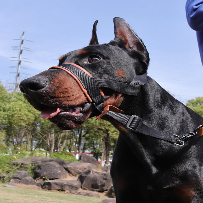 No-Pull Dog Head Collar Adjustable Dog Head Halter with Padded Nose Band Reflective Training Muzzle Leash for Medium Large Dogs