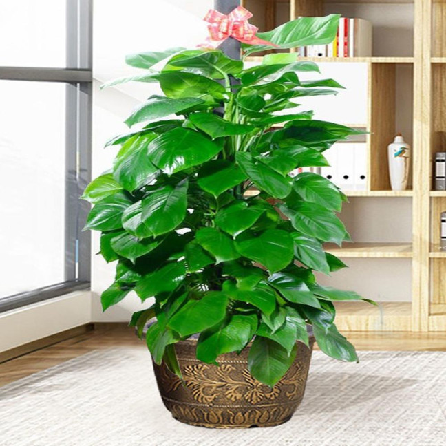 Large Flower Pot Thickened Plant Pot with Drainage Hole Retro Resin Lotus Planter for Indoor Outdoor Plants Home Gardening