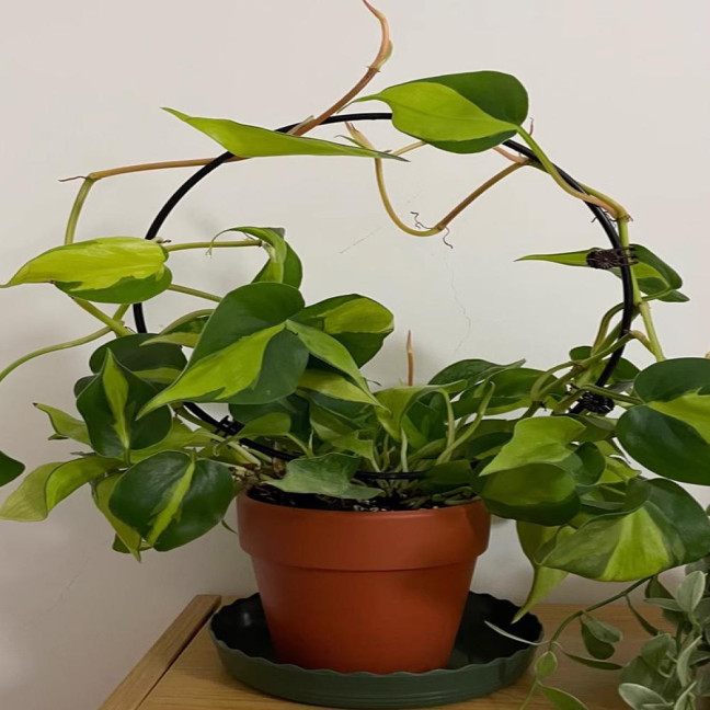 Plant Circle Trellis Climbing Plants Coated Wire Trellis Planter Insert Heart Shape Trellis Small Plant Support Stakes for Flowers Houseplants Garden Vines